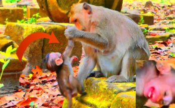 Baby monkey holding tightly to its mother while resting quietly in the morning forest near Angkor Wat.