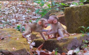 Baby monkeys Boris and Lucan sitting together for the first time on the forest floor near Angkor Wat ruins.