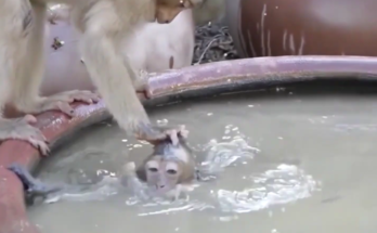 Baby monkey sitting beside a quiet water tank in the Angkor Wat forest during early morning light.