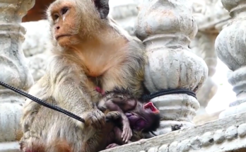 Female monkey sitting quietly beneath tree roots in the Angkor Wat forest during early morning light.