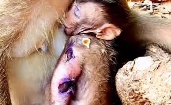 Young monkey resting beneath tree branches near Angkor Wat temple ruins during a peaceful morning.