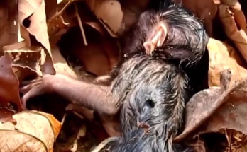 Newborn baby monkey resting near tree roots in the Angkor Wat forest during a quiet morning.