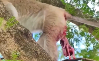 Mother monkey holding a tiny newborn beneath trees in the Angkor Wat forest during a quiet morning.
