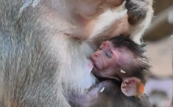 Small, thin baby monkey sitting quietly on tree roots in Angkor Wat forest