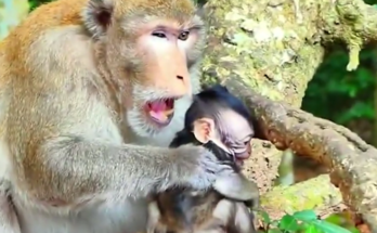 Baby monkey sitting alone on a stone path in Angkor Wat forest while others move ahead
