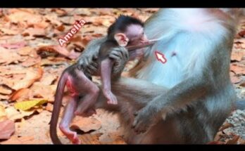 Baby monkey Amelia sits beside her mother Anna on a tree branch in Angkor Wat, learning independence in a calm forest setting.