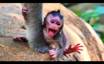 Baby monkey sitting quietly on a tree branch in Angkor Wat forest, softly calling while looking around