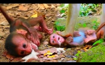 Baby monkey Leo sitting quietly under a banyan tree in Angkor forest, looking upward with a soft, hopeful expression