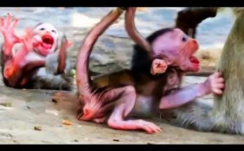 Baby monkey clinging to a tree branch in Angkor Wat forest, calling gently while waiting for its mother to return.