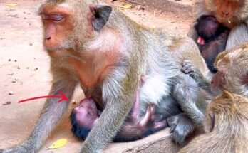 Baby monkey nursing calmly while mother rests on a tree branch in Angkor Wat forest
