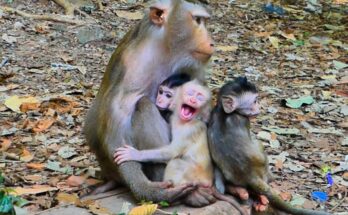 Baby monkey Levy calmly sitting beside his mother Libby in the Angkor forest, sharing a quiet bonding moment.