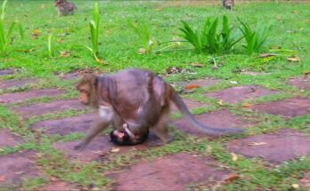 Baby monkey walking just behind its mother along a forest path in Angkor Wat