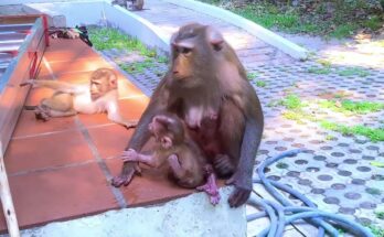 Baby monkey slowly walking while mother stays close behind in Angkor Wat forest