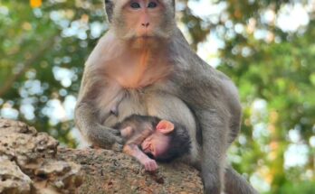 A newborn monkey gently reaching toward its mother in the soft morning light of Angkor Wat forest.