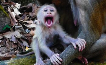Baby monkey sitting alone on forest floor, gently reaching into the air in Angkor Wat