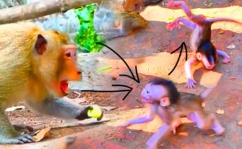 A tiny baby monkey pauses on a low branch while looking back toward its mother in the Angkor Wat forest.