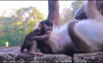 Baby monkey Eleanor resting peacefully in her mother Ellen’s arms under the Angkor Wat forest canopy.