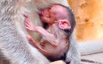 Tired mother monkey resting on a tree branch while holding her newborn closely in the Angkor Wat forest.