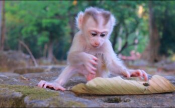 Baby monkey Levy exploring mossy stones in Angkor forest while his mother watches nearby in soft morning light.