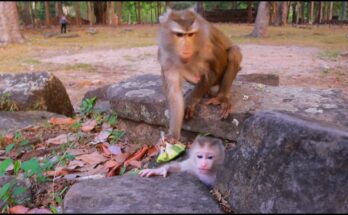 Baby monkey Levy taking his first steps on a stone path in the Angkor forest while his mother watches nearby