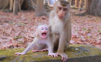 Baby monkey Levy quietly following his sister Lily along ancient stone paths in the Angkor Wat forest
