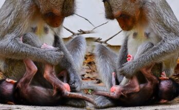 Baby monkey carefully reaching away from its mother on a tree branch in Angkor Wat forest