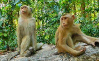 Young monkeys sitting quietly under a banyan tree in Angkor Wat forest, watching and waiting.