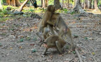 Baby monkey sitting quietly on stone ledge while other young monkeys gather nearby