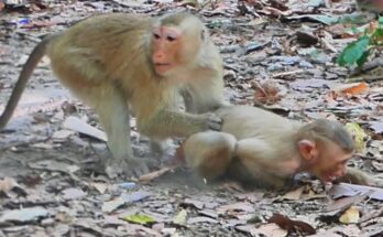 Baby monkey Lexi sitting beside mother Lauy while older sister Rainbow reaches out playfully