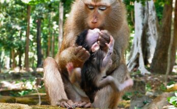 A young monkey sitting quietly on sunlit temple stones in Angkor Wat, looking toward the forest path.