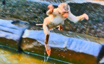 Two young monkeys splashing in a shallow forest pool under soft morning light