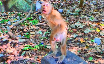 Baby monkey Tinky standing on two legs among Angkor Wat forest stones