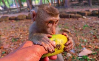 Baby monkey gently sharing a mango with a smaller troop member in Angkor Wat forest