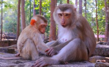 Baby monkey gently grooming its mother under a tree in Angkor Wat forest