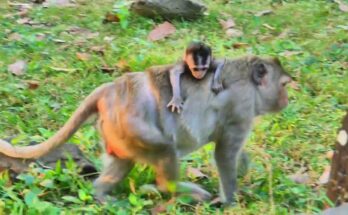 Baby monkey reaching for leaves while resting on mother’s shoulder in Angkor Wat forest