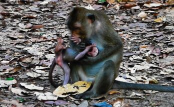 Small monkey sitting quietly alone near tree roots in Angkor Wat forest