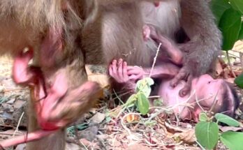 Newborn baby monkey MOANA resting gently in mother MOLLA’s arms under forest canopy