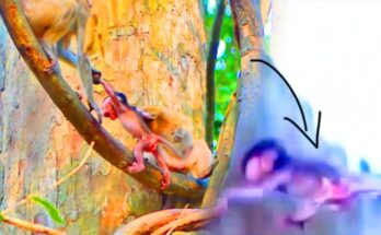 A young monkey clings tightly to a tree branch after a small fall in the Angkor Wat forest while an older monkey approaches calmly.