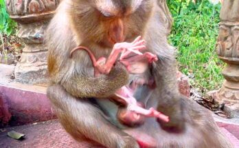 A mother monkey gently holding her small premature baby close in the quiet Angkor forest morning.