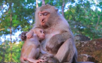 Baby monkey standing on ancient stone ruins in Angkor Wat forest, gently exploring surroundings in soft morning light