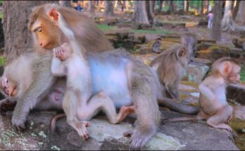 Three baby monkeys play gently together under soft morning light in the Angkor forest.