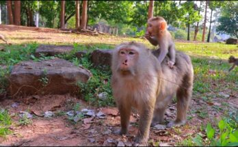 Baby monkey gently holding his mother’s hand in the soft morning light of Angkor Wat forest