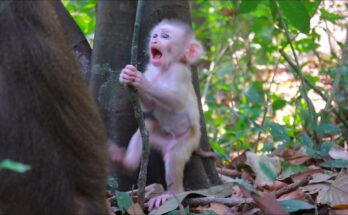 Baby monkey Levy gently exploring a stone surface while learning balance in the Angkor forest morning light.