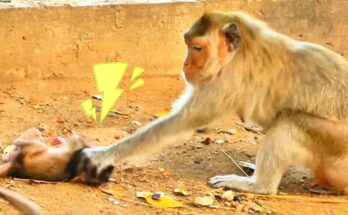 A young monkey sits quietly on a low tree branch in the Angkor forest, appearing calm but slightly unsteady in soft morning light