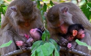 Baby monkey carefully reaching from mother’s side on a tree branch in Angkor Wat forest